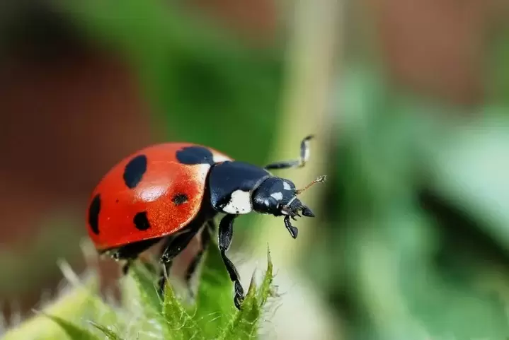 ádh mór amulet - ladybug
